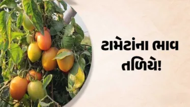 Patan news: ટામેટાના ભાવે થી ખેડૂતોને ભારી નુકસાન, સરકાર પાસેથી સહાયની અપેક્ષા