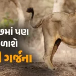 hp-gujarat-safari-parkjpgvhj7zj1ma.jpg