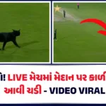 hp-say-it-a-black-cat-came-onto-the-field-during-a-live-match-video-viralwebpobqkfimlj.webp.webp