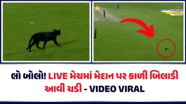લો બોલો! LIVE મેચમાં મેદાન પર કાળી બિલાડી આવી ચડી – VIDEO VIRAL