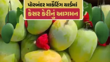 શિયાળામાં કેસર કેરી: પોરબંદર માર્કેટિંગ યાર્ડમાં કેરીના રસિયાઓ માટે ખુશીના સમાચાર!